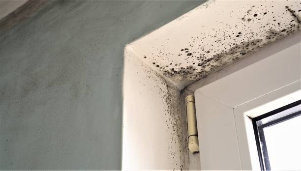Best Comprehensive Air Testing for Mold Contaminants  in Oakville, CT