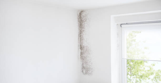 Best Airborne Mold Testing  in Oakville, CT