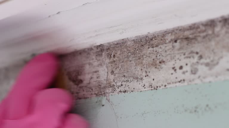Oakville, CT Mold Removal Company
